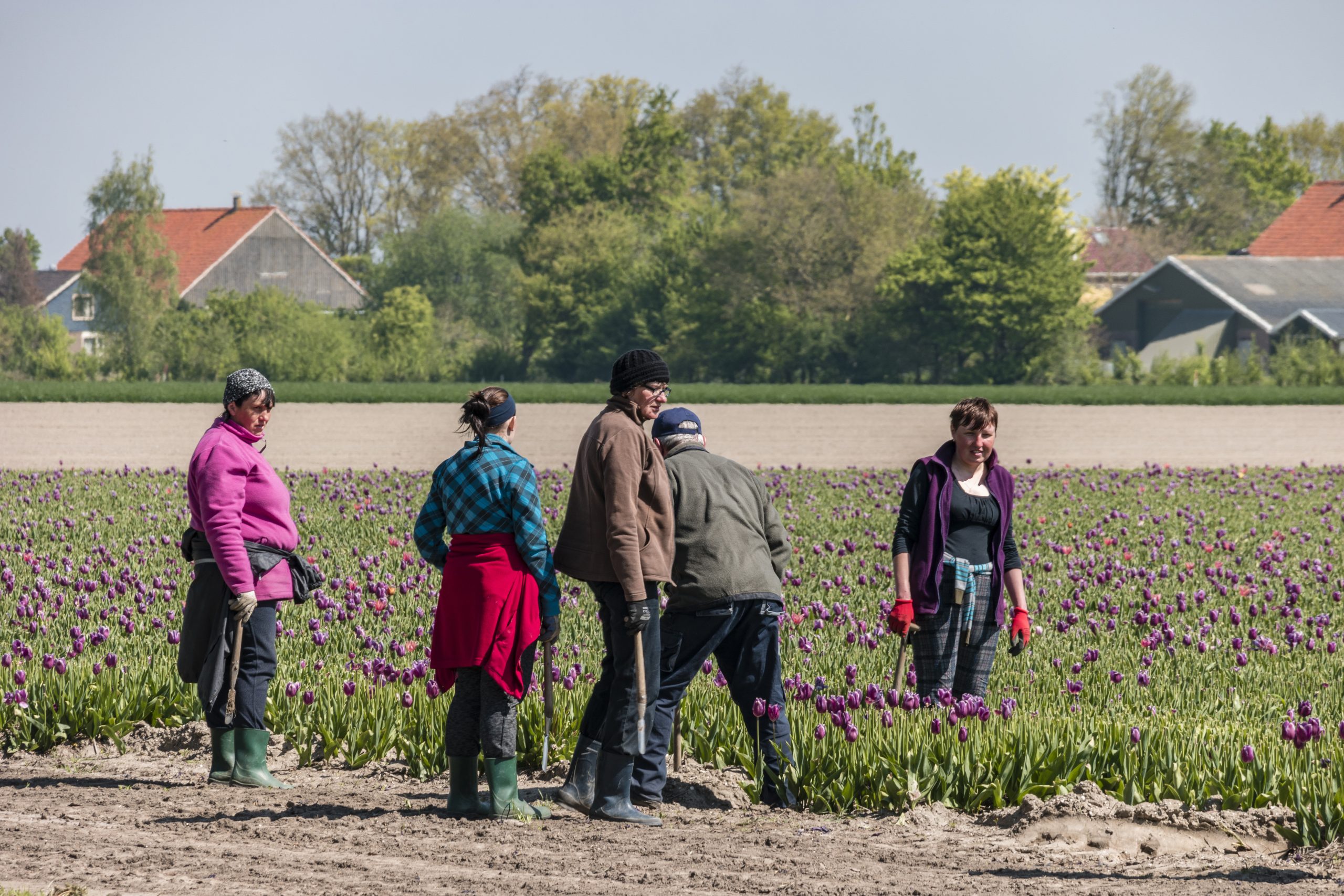 Arbeiders gaan aan het werk op een tulpenveld. Ter illustratie van de CCV-dossiers Mensenhandel en Arbeidsuitbuiting.