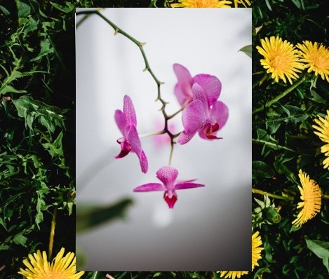 Paardenbloem en orchidee