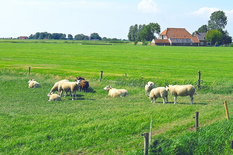 Schapen in een weiland met op de achtergrond een boerderij. Ter illustratie van het thema Veilig buitengebied en veilig ondernemen.